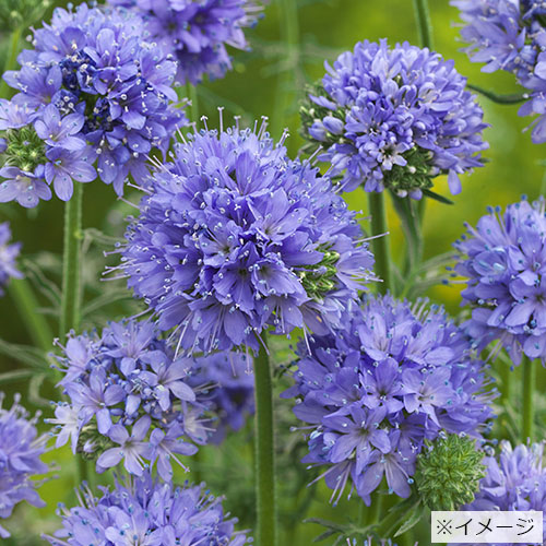 ギリア レプタンサの苗を販売 花育通販