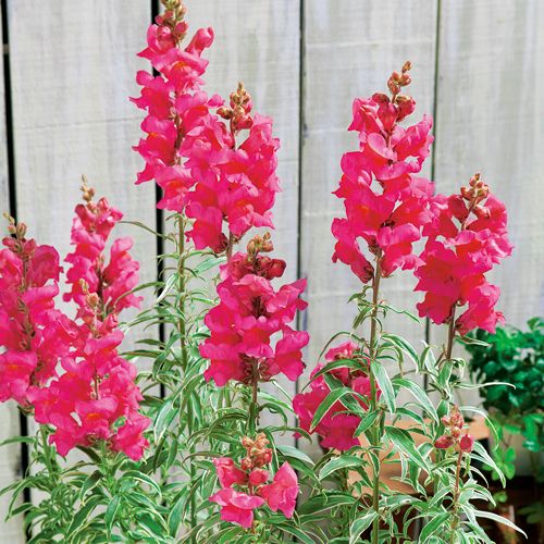 多年草 宿根草の販売店 花育通販 カラーリーフ金魚草 シルバーストライプの苗を販売