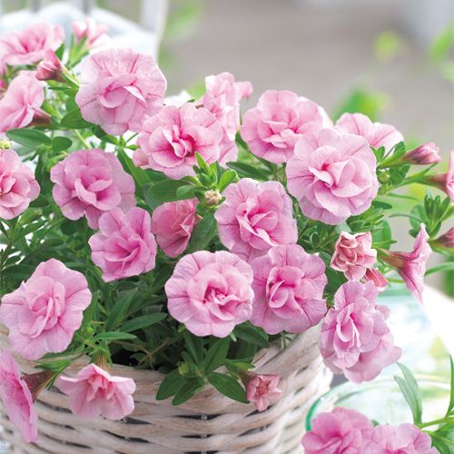 春色くれよん 八重咲きカリブラコア・さくらの苗