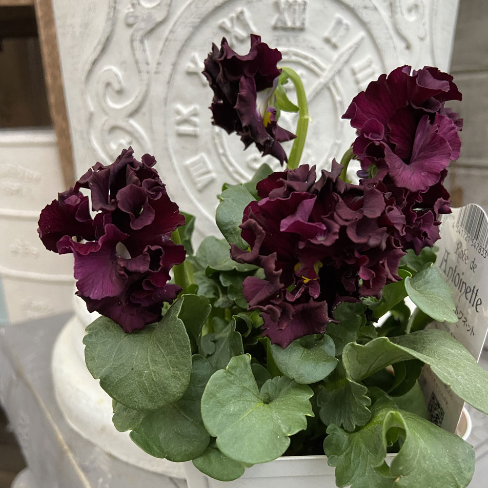 パンジー ローブ ドゥ アントワネット ソワレの苗 パンジー ローブ ドゥ アントワネット ソワレの苗