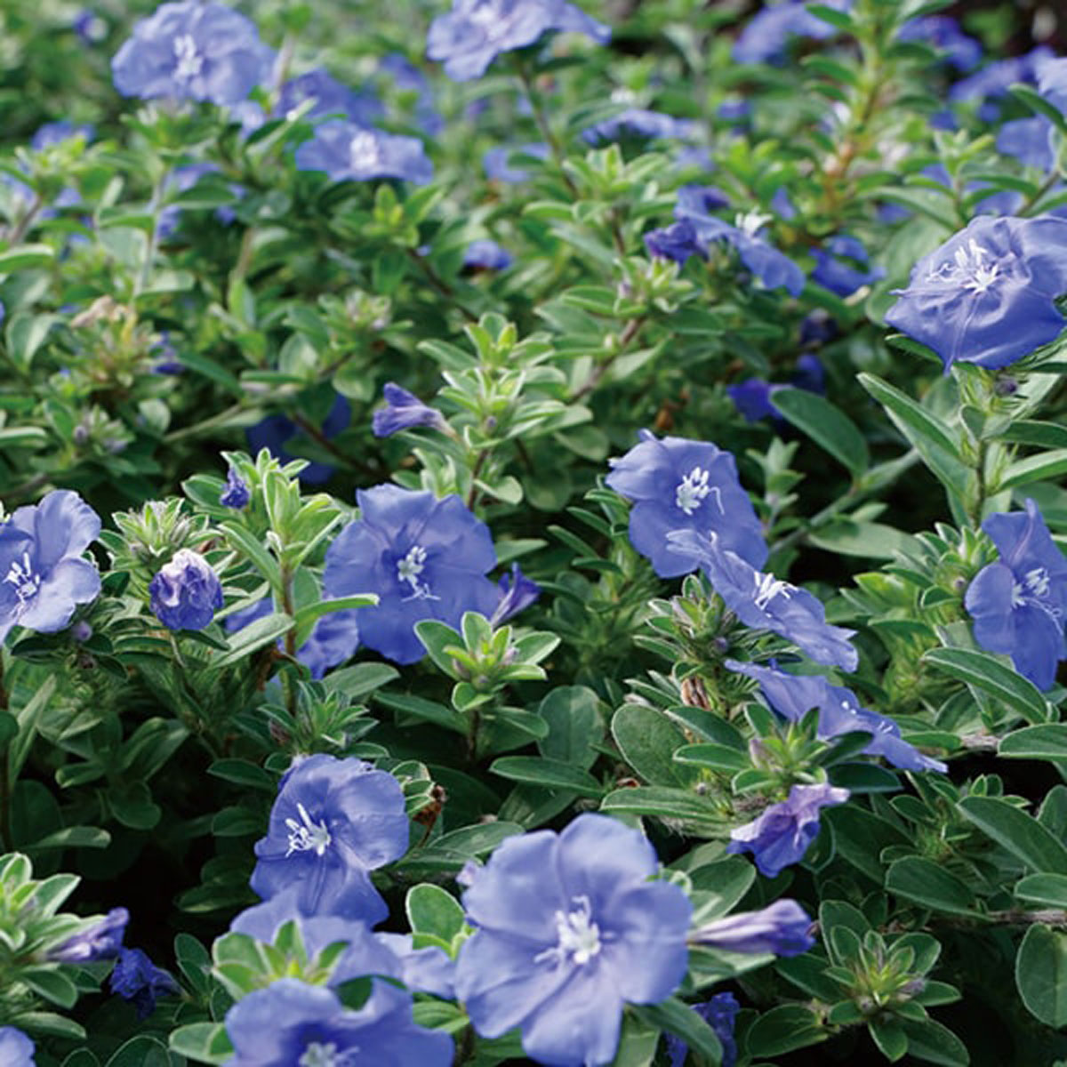 エボルブルス　ブルーラグーンの苗