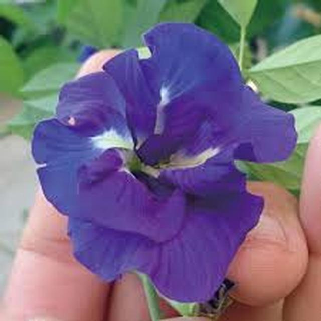 花育通販 ハーブ 八重咲きアンチャン 蝶豆 チョウマメ クリトリア バタフライピー の苗を販売