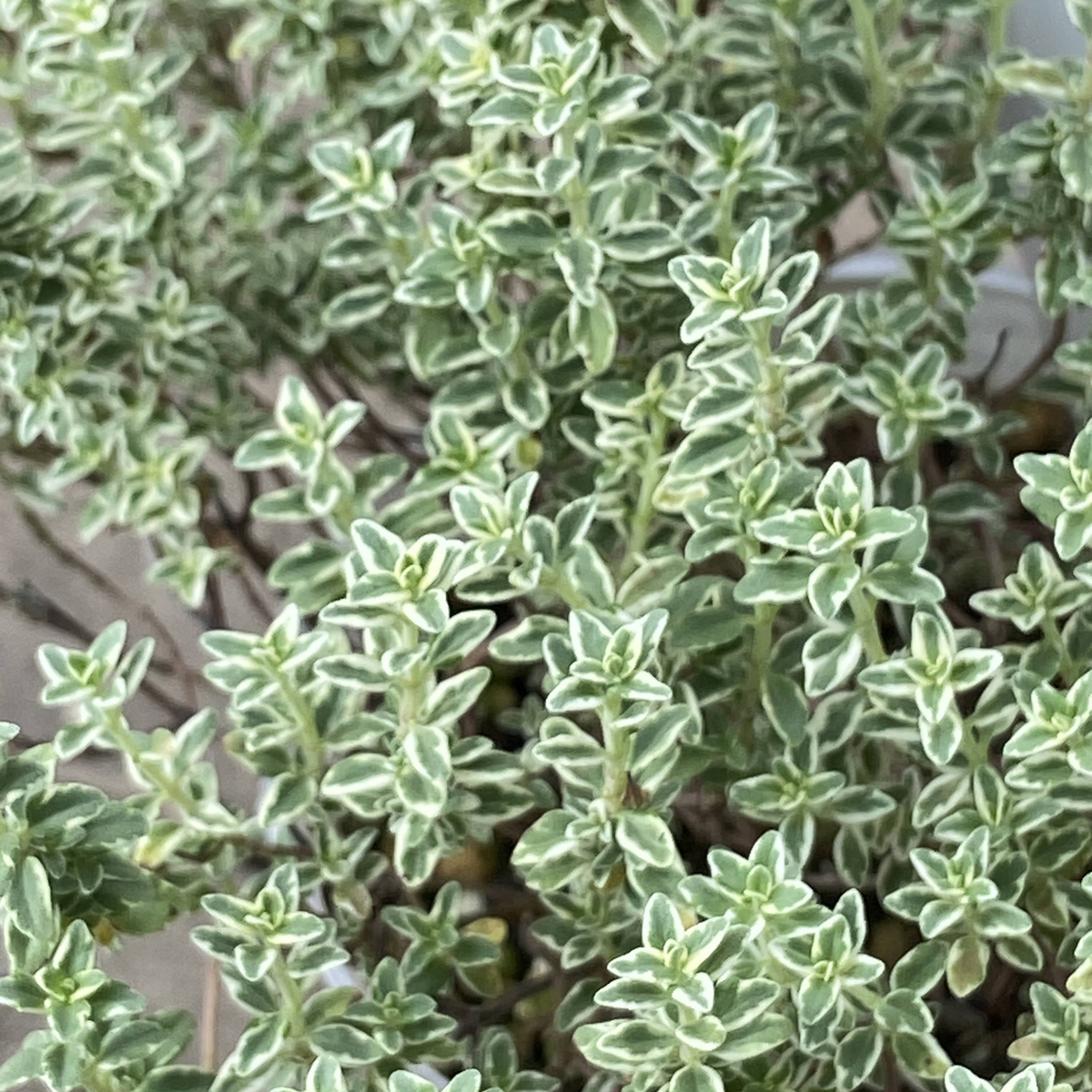 ハーブの苗　スパークリングタイム