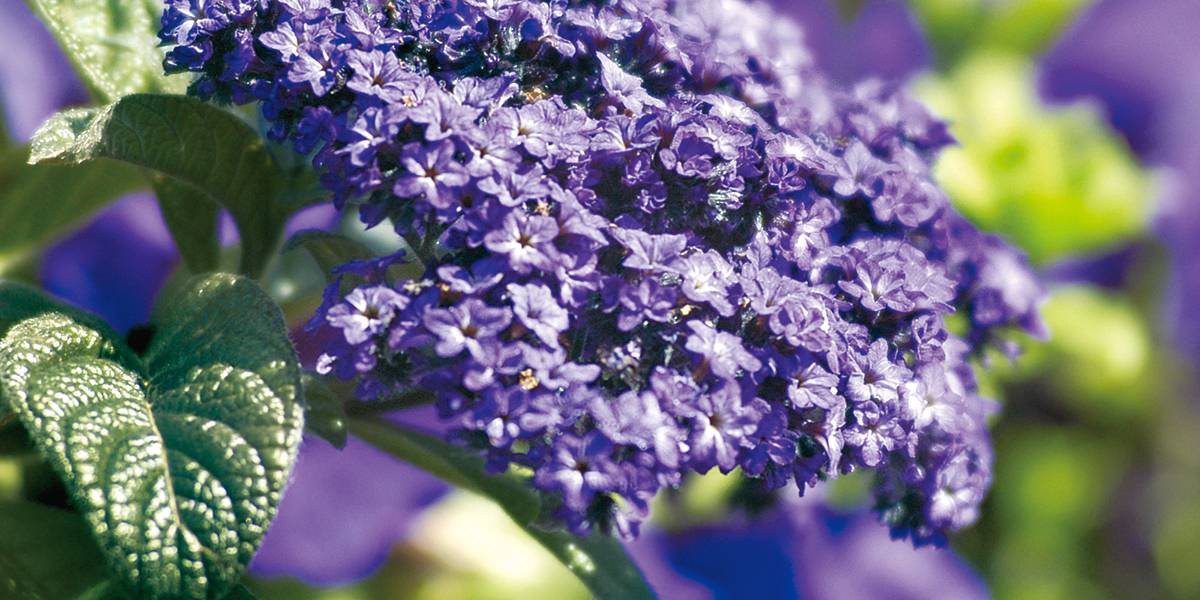 ヘリオトロープ　ブライトブルー