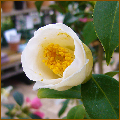 花木 庭木の 花育通販 から椿 ツバキ の苗木 白西王母を販売