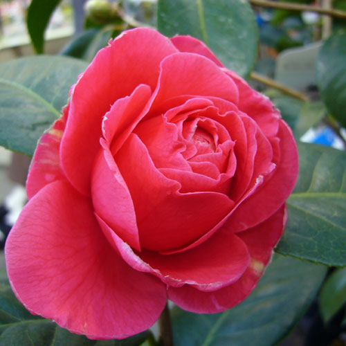 椿（つばき）の販売店【花育通販】バレンタインデーの苗を販売