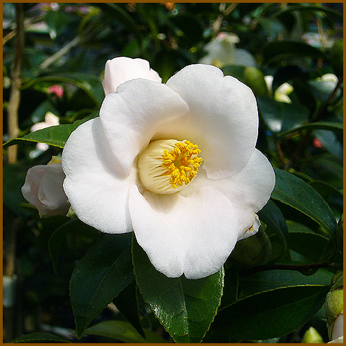 花木 庭木の販売店 花育通販 椿 ツバキ の苗木 花仙山 かせんざん を販売