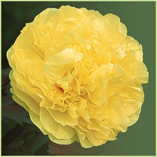花木 庭木の販売店 花育通販 牡丹 ボタン の苗木 黄花系 を販売