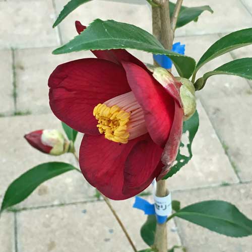 花木 庭木の販売店 花育通販 椿 ツバキ の苗木 坂田赤ヤブを販売