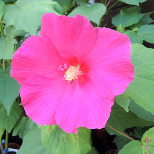 花木 庭木の販売店 花育通販 芙蓉 ふよう 赤花の苗を販売