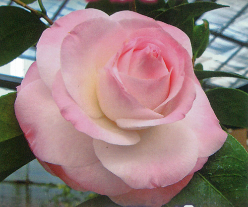 花木 庭木の販売店 花育通販 椿 ツバキ の苗木 ミリンダを販売