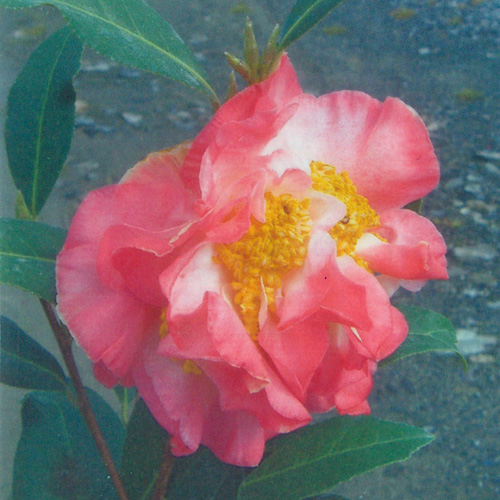 花木 庭木の販売店 花育通販 椿 ツバキ の苗木 花芙蓉を販売