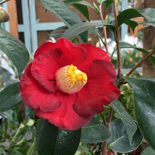 花木 庭木の販売店 花育通販 椿 ツバキ の苗木 耳納茜を販売