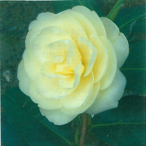 椿（つばき）の販売店【花育通販】黄衣の苗を販売