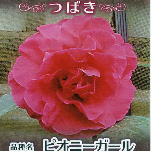 花木 庭木の販売店 花育通販 椿 ツバキ の苗木 ピオニーガールを販売