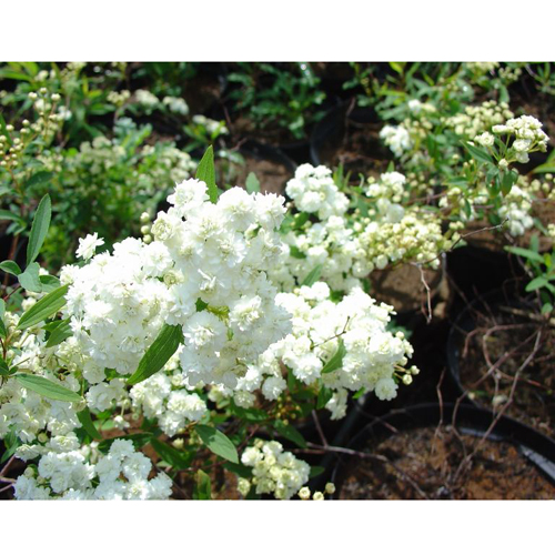 八重咲きコデマリの苗木を販売【花育通販】