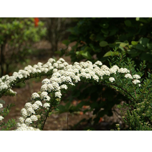 コデマリ「スノーマウンド」の苗木を販売【花育通販】