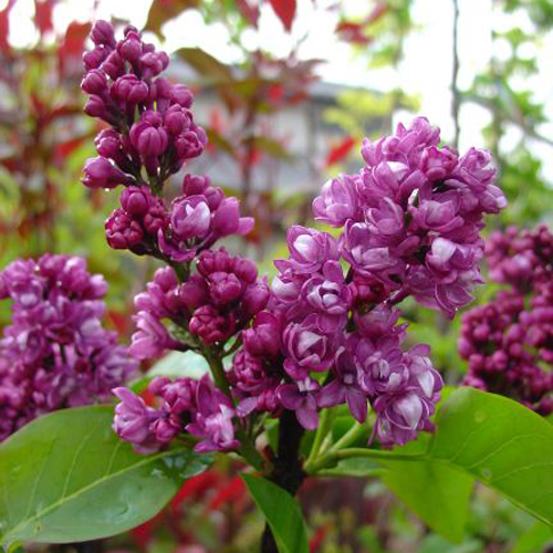 ライラック ミセスエドワードハーディング の苗木を販売 花育通販 花木 植木の販売店