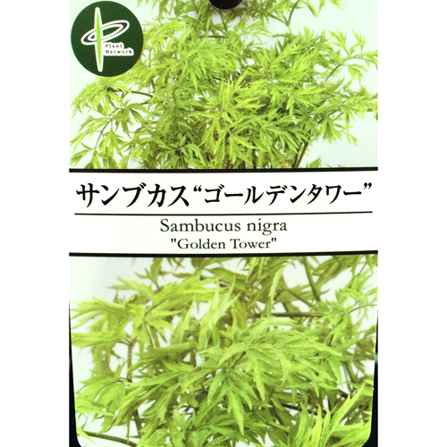 「サンブカス（西洋ニワトコ）ゴールデンタワーの苗木」【花育通販】