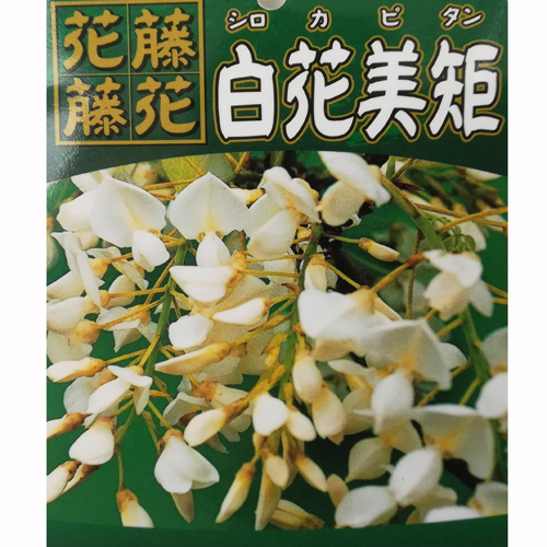 【花育通販】藤（フジ）「白花美短（シロカピタン）」の苗木を販売