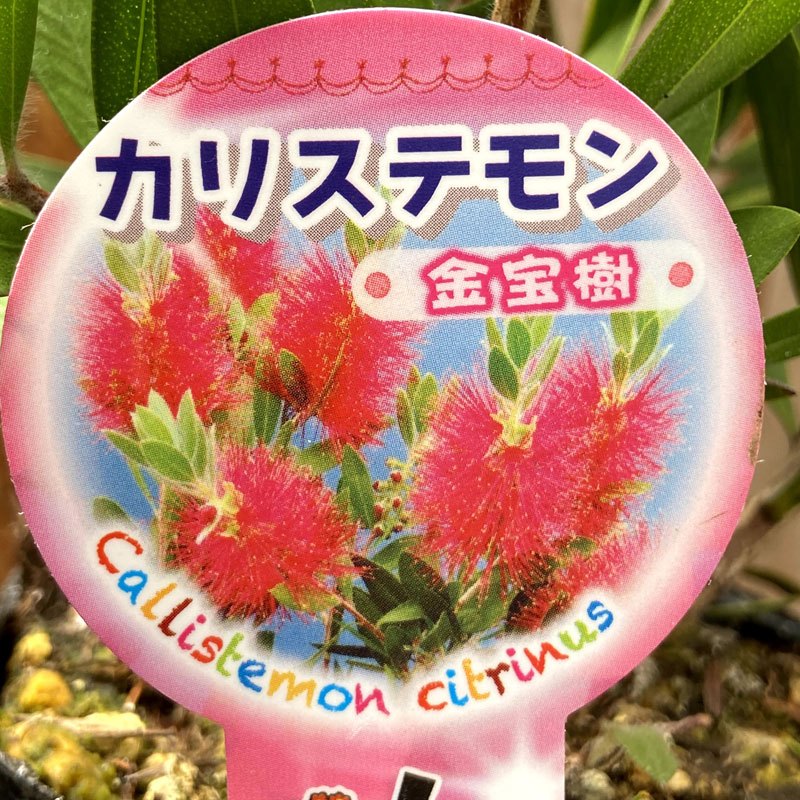 カリステモン 金宝樹 ブラシノキ の苗を販売 花育通販