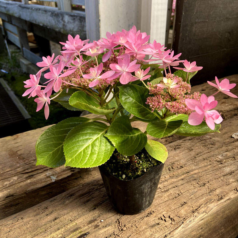 ハイドランジア アジサイ ダンスパーティーの苗を販売 花育通販