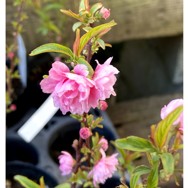 庭桜（ニワザクラ）八重桃花の苗