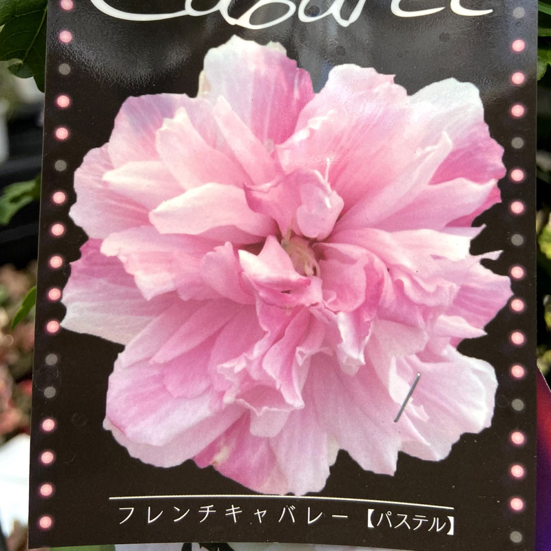 槿（ムクゲ）・フレンチキャバレー　パステル