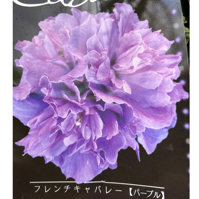 槿（ムクゲ）・フレンチキャバレー　パープル