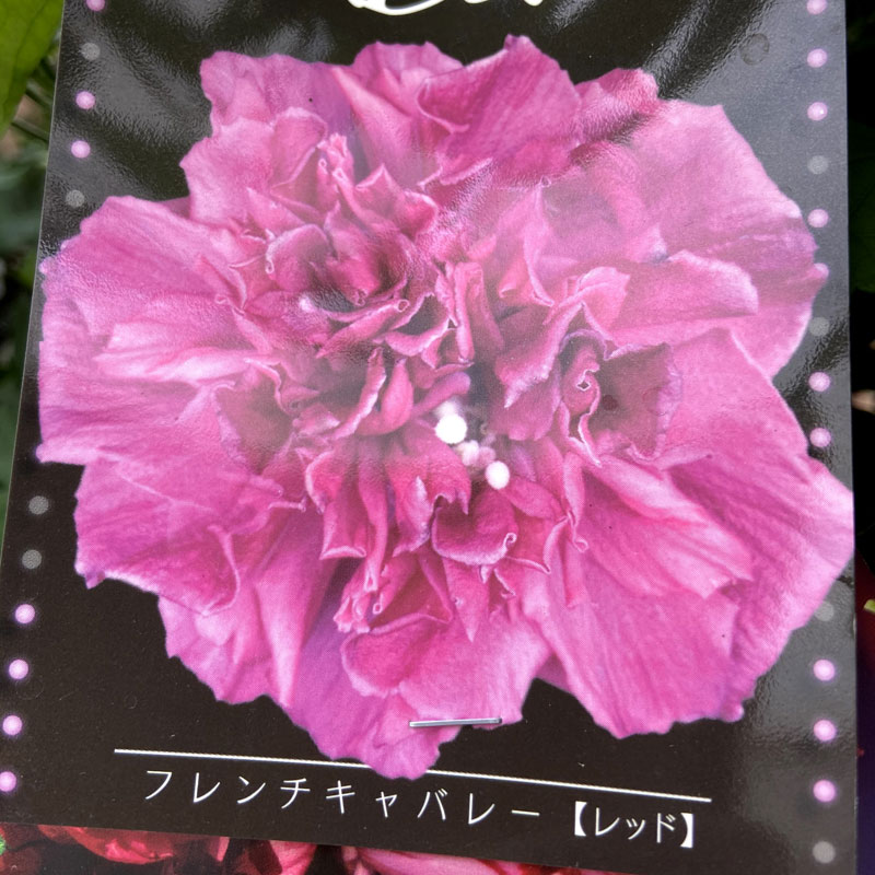 槿（ムクゲ）・フレンチキャバレー　レッド