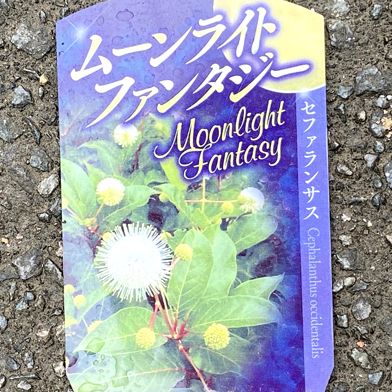 セファランサス・ムーンライトファンタジー
