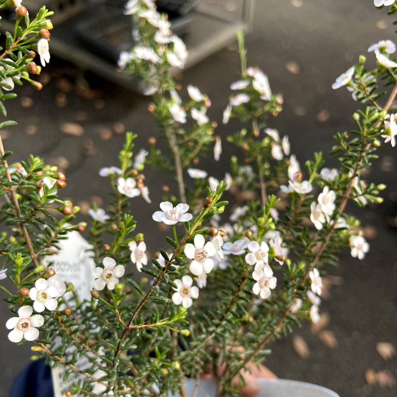 ワックスフラワー マイクロワックス の苗 3 5号 を販売 花育通販