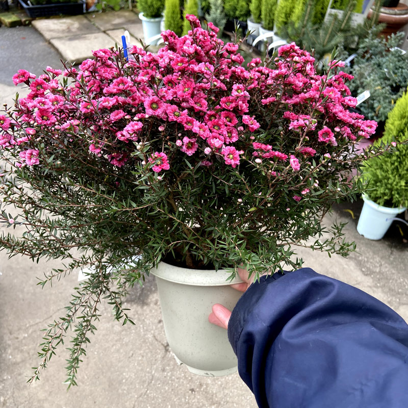 植木花木なら 花育通販 八重咲きギョリュウバイ 御柳梅 魚柳梅 レプトスペルマム マヌカハニーの木 の苗木 ６号鉢 を販売