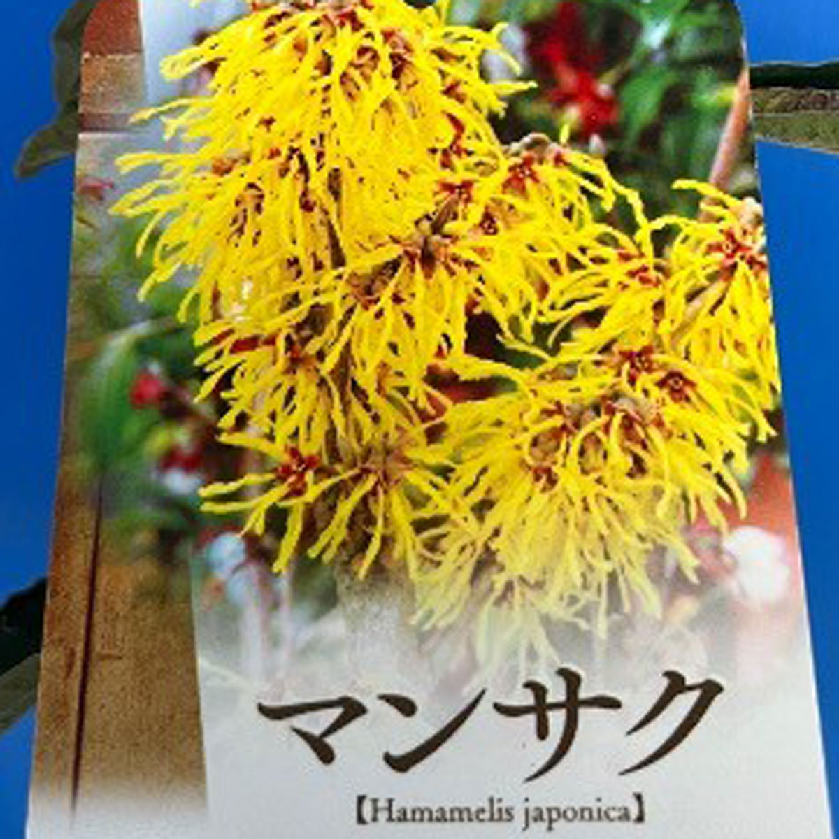 マンサク