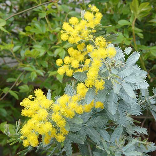 花育通販 銀葉アカシア アカシア バイレイアナ の苗木を販売 花育通販 銀葉アカシア アカシア バイレイアナ の苗木を販売