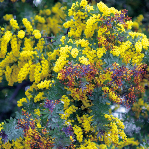 銀葉アカシア・プルプレア（アカシア・バイレイアナ・プルプレア）の苗木