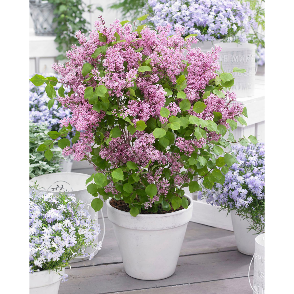 姫ライラック ドワーフライラック フラワーフェスティバル ピンクの苗木を販売 花育通販 花木 植木の販売店