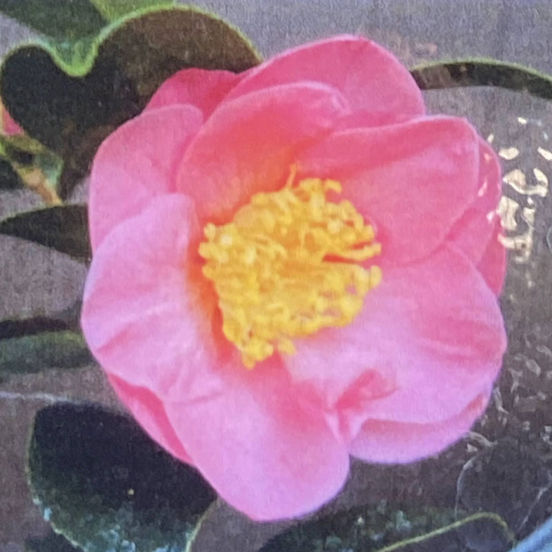 花木 庭木の販売店 花育通販 椿 ツバキ の苗木 光の栄 ひかりのさかえ を販売 花木 庭木の販売店 花育通販 椿 ツバキ の苗木 光の栄 ひかりのさかえ を販売