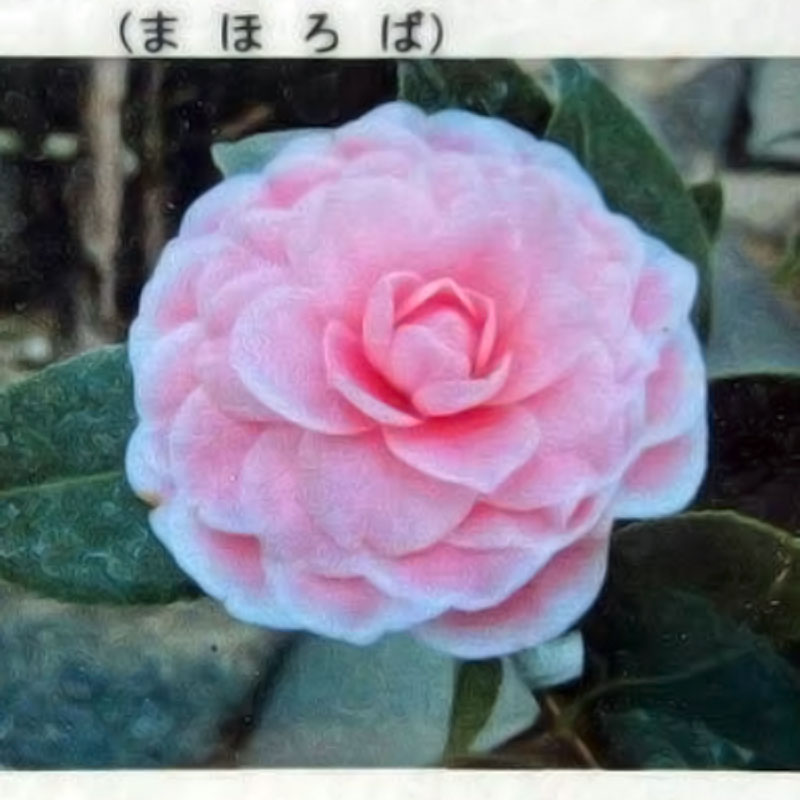 椿（ツバキ）苗木「まほろば」