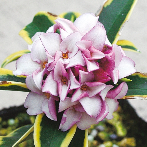 沈丁花（ジンチョウゲ）前島（マエジマ）の苗木
