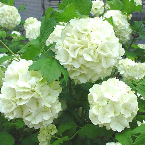 花育通販 ビバーナム ビブルナム スノーボールの苗木を販売 花育通販 ビバーナム ビブルナム スノーボールの苗木を販売