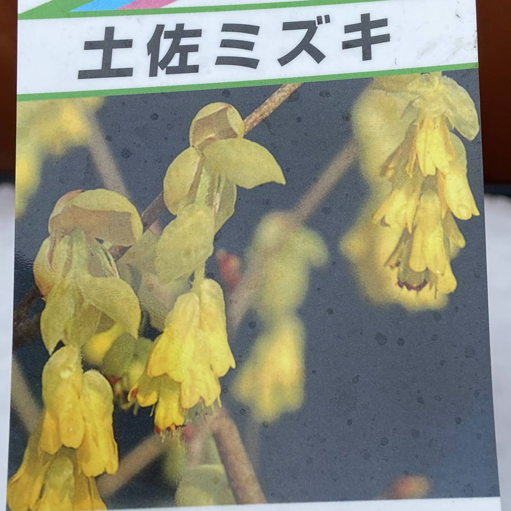 花育通販 土佐水木 とさみずき の苗木を販売