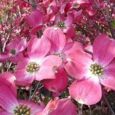 春の植木 庭木の販売店 花育通販 ハナミズキ レッドジャイアント 赤花 の苗木を販売