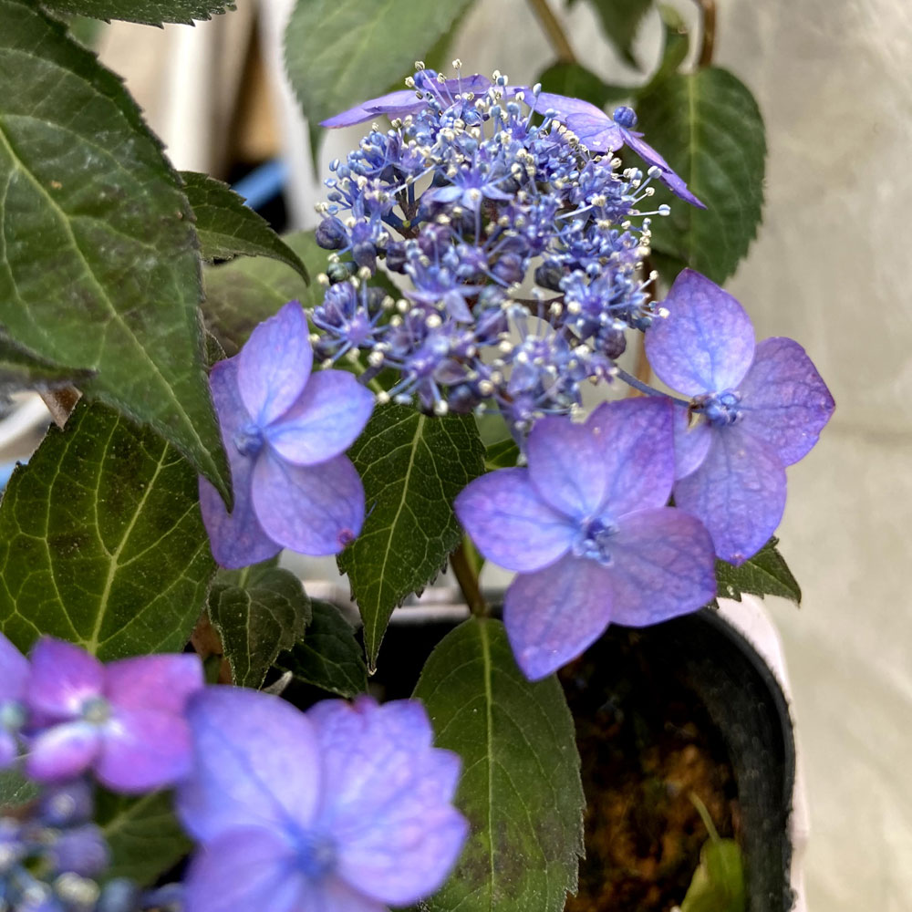 山紫陽花（ヤマアジサイ）　藍姫（あいひめ）の苗