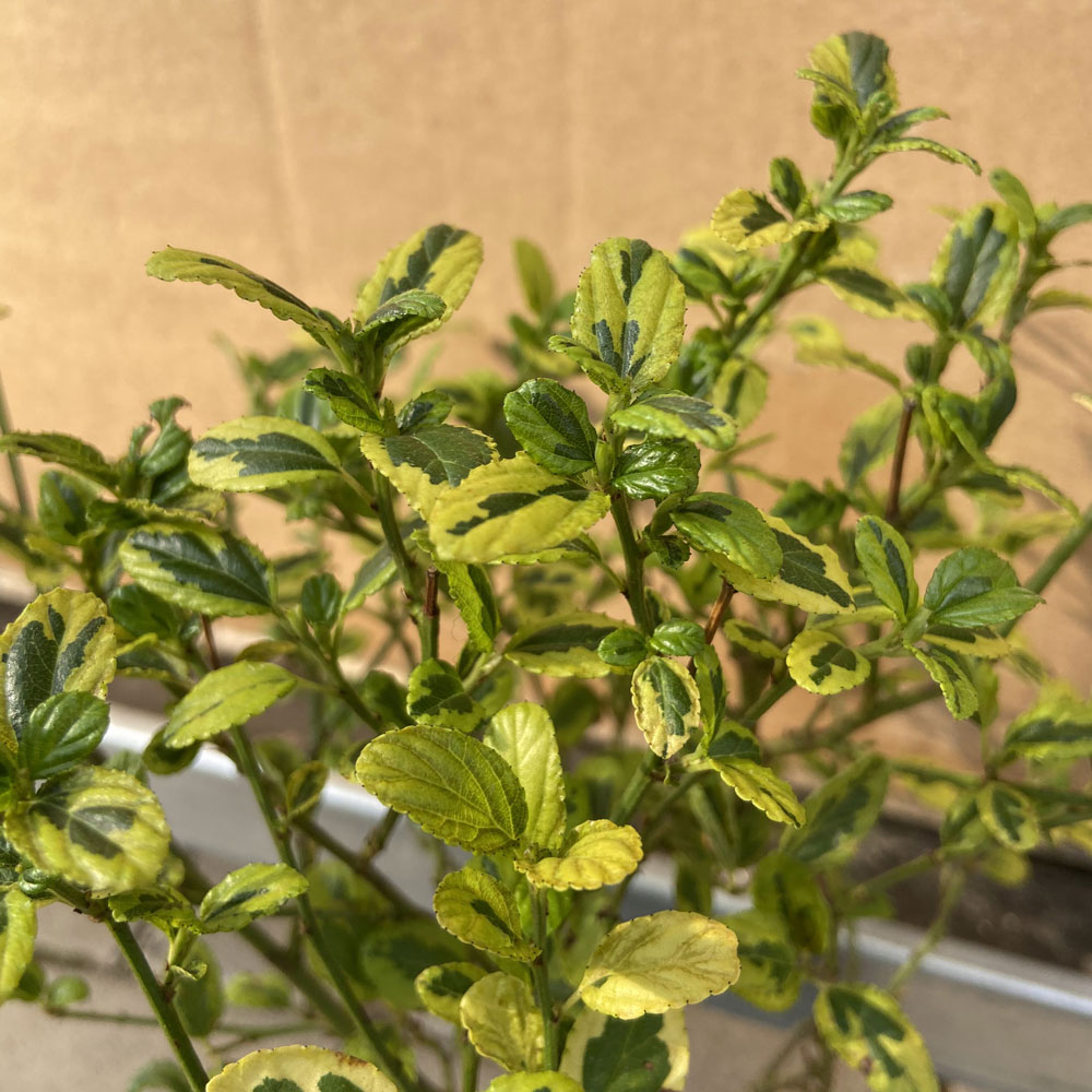 セアノサス・エルドラド（カリフォルニア・ライラック）