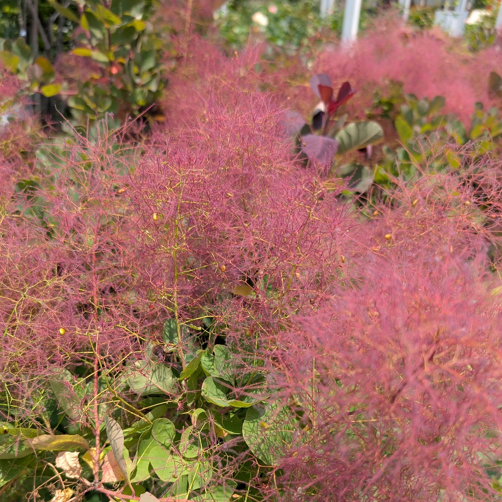 スモークツリーの苗木　ルビーハート　5号　けむりの木