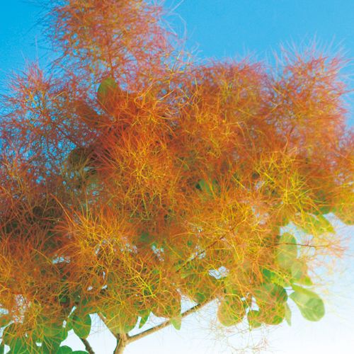 スモークツリー　ルビーハート