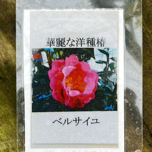 椿　ベルサイユを販売