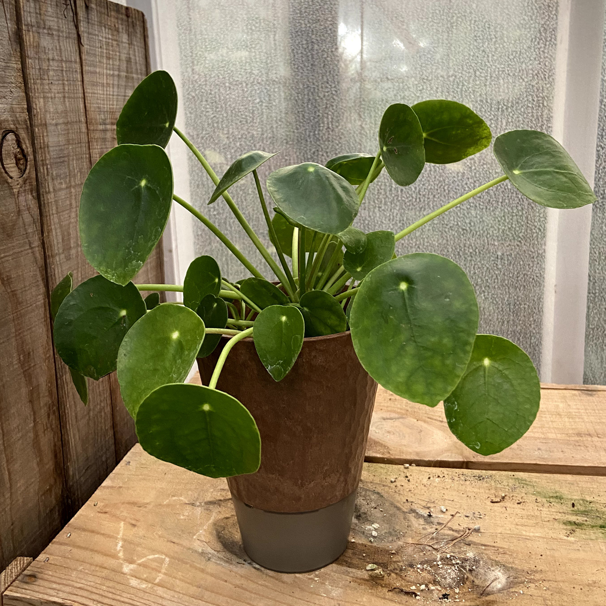 観葉植物の販売店 花育通販 エコポット 匠4号植え ピレア ペペロミオイデス 水やり簡単 底面給水 を販売 観葉植物の販売店 花育通販 エコポット 匠4号植え ピレア ペペロミオイデス 水やり簡単 底面給水 を販売