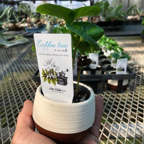観葉植物の販売店 花育通販 コーヒー 珈琲 の木苗 2 5号ハッピーボウル を販売